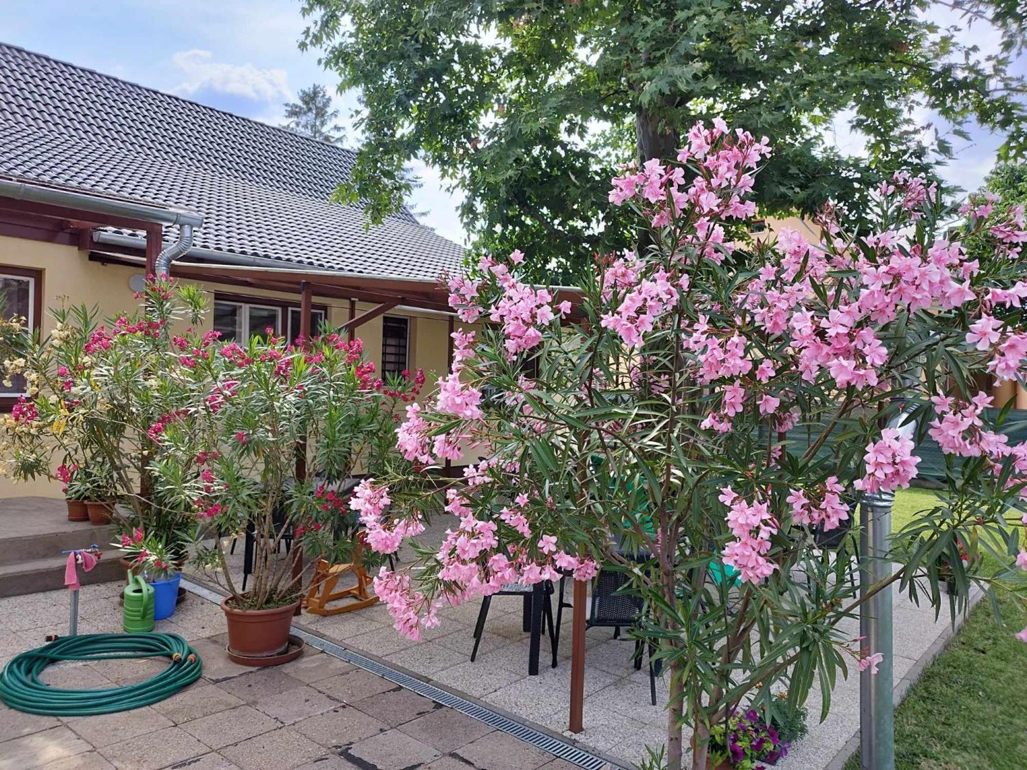 Tartos Szegfu Vendeghaz, Maganszallas Tazlar Buitenkant foto