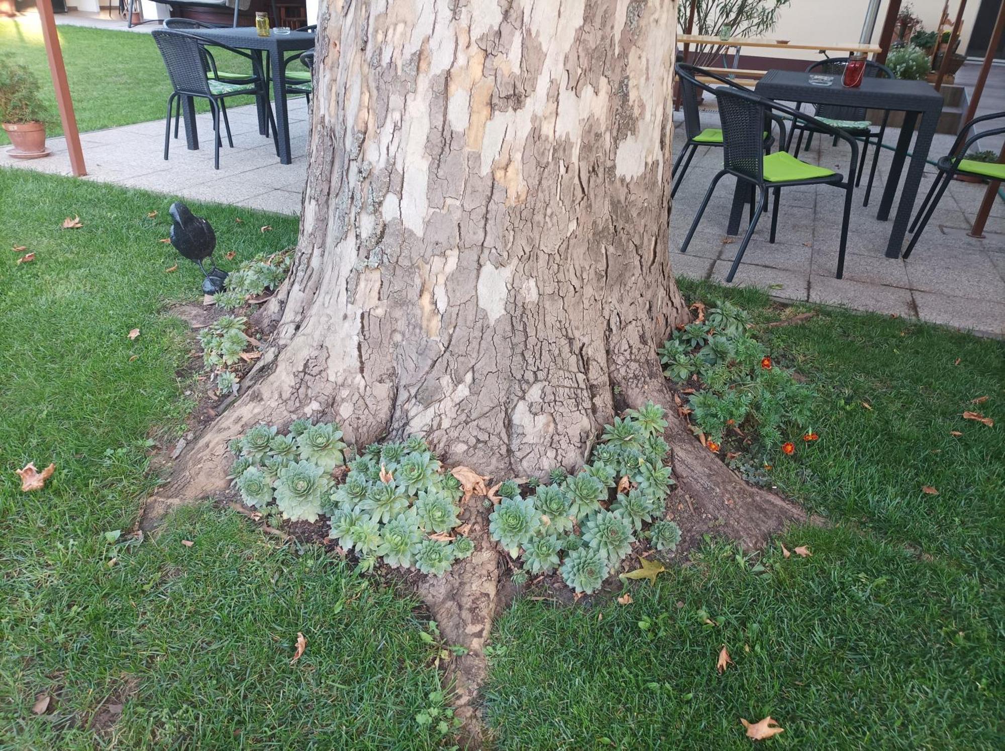 Tartos Szegfu Vendeghaz, Maganszallas Tazlar Buitenkant foto